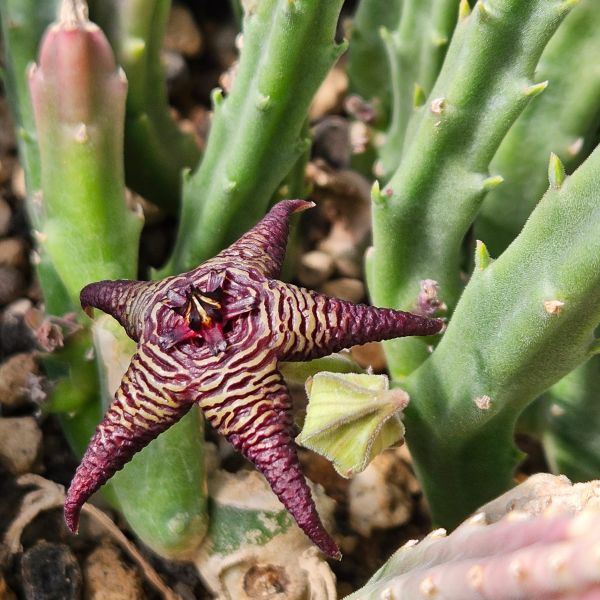 Stapelia cedrimontana